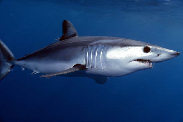 Shortfin mako: the world’s fastest shark is speeding towards extinction