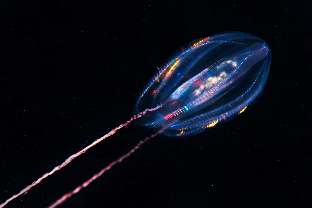 Phylum Ctenophora: is it a bird? Is it a plane? Is it a jellyfish?