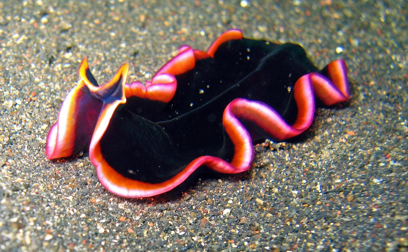 Worms: Phylum Platyhelminthes, Nemertea, Nematoda, and Annelida