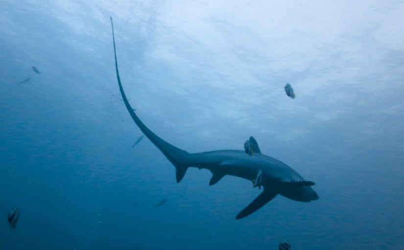 An introduction to the thresher shark